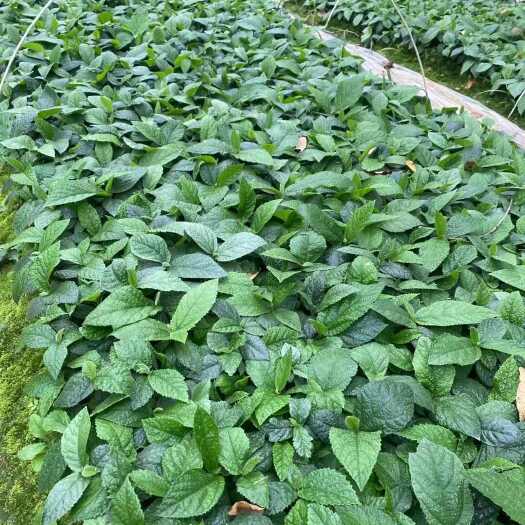 灵山县五指毛桃苗广西正宗五叉虎小叶树原产地南方可种植带土发货易成活