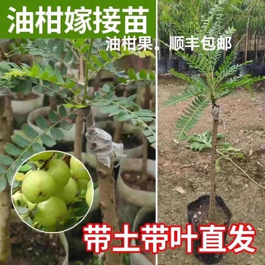 灵山县油甘果苗，嫁接甜油甘果苗，
