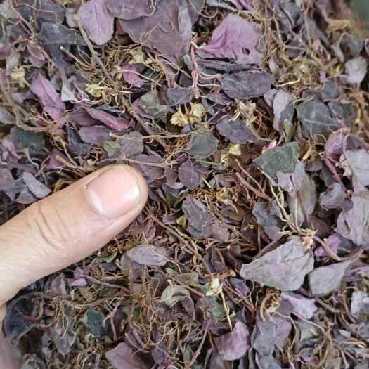 新丰县风柜斗草  全红小叶风柜斗草