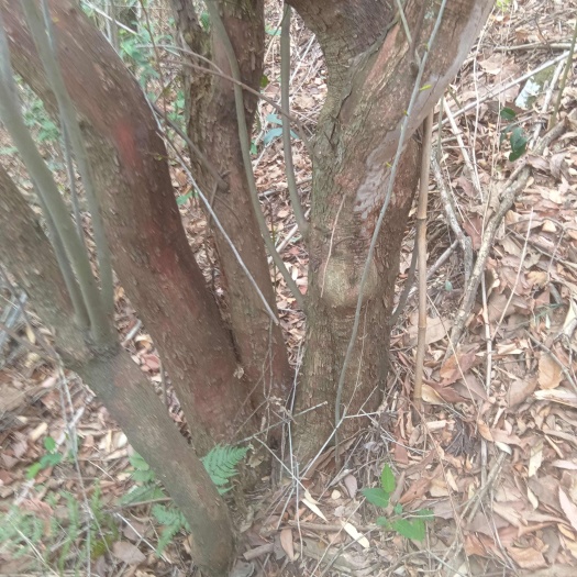 长兴县乌饭树，特大桩，浙江本地货，接受预订，