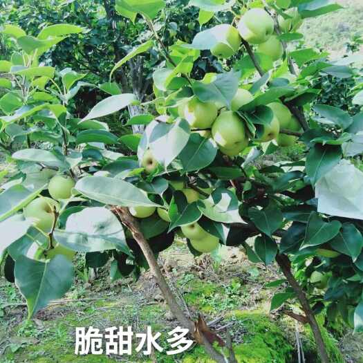 新平县苹果梨