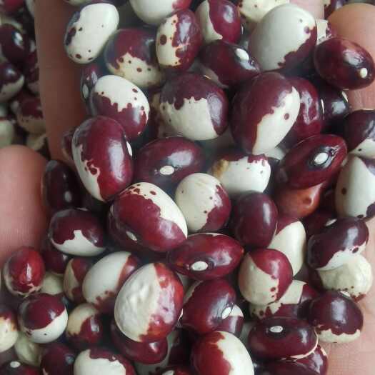 熊猫豆批发花芸豆25kg云豆五谷杂粮豆类圆粒芸豆