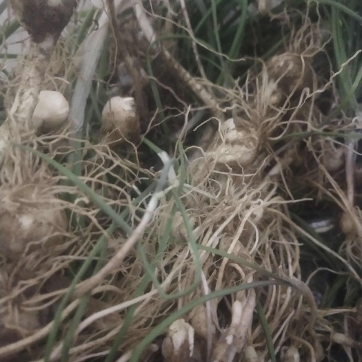 北镇市野菜，大脑瓜，又称小野蒜