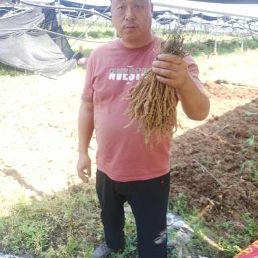 上高县粉防己种苗