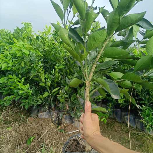  纽荷尔脐橙苗