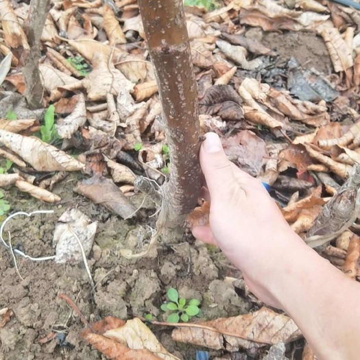 扶风县俄罗斯8号樱桃苗 嫁接苗 裸根苗