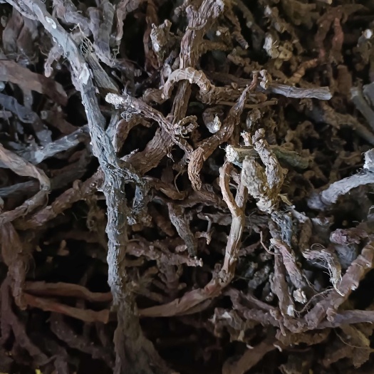 商城县石菖蒲苗大山里采挖的非种植的新货无硫熏2024批发零售均可