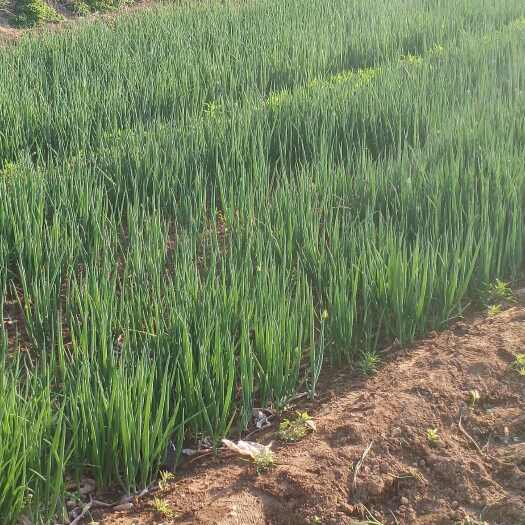 济南章丘大葱苗