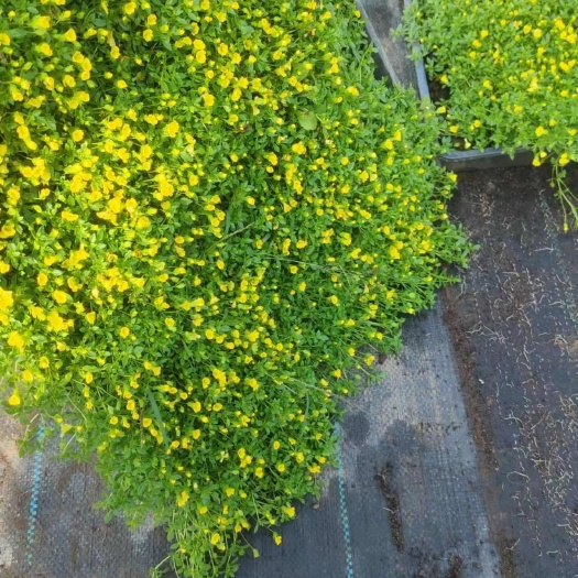 沭阳县黄金佛甲草多年生地被植物四季常青观叶盆栽耐寒耐旱庭院花园绿