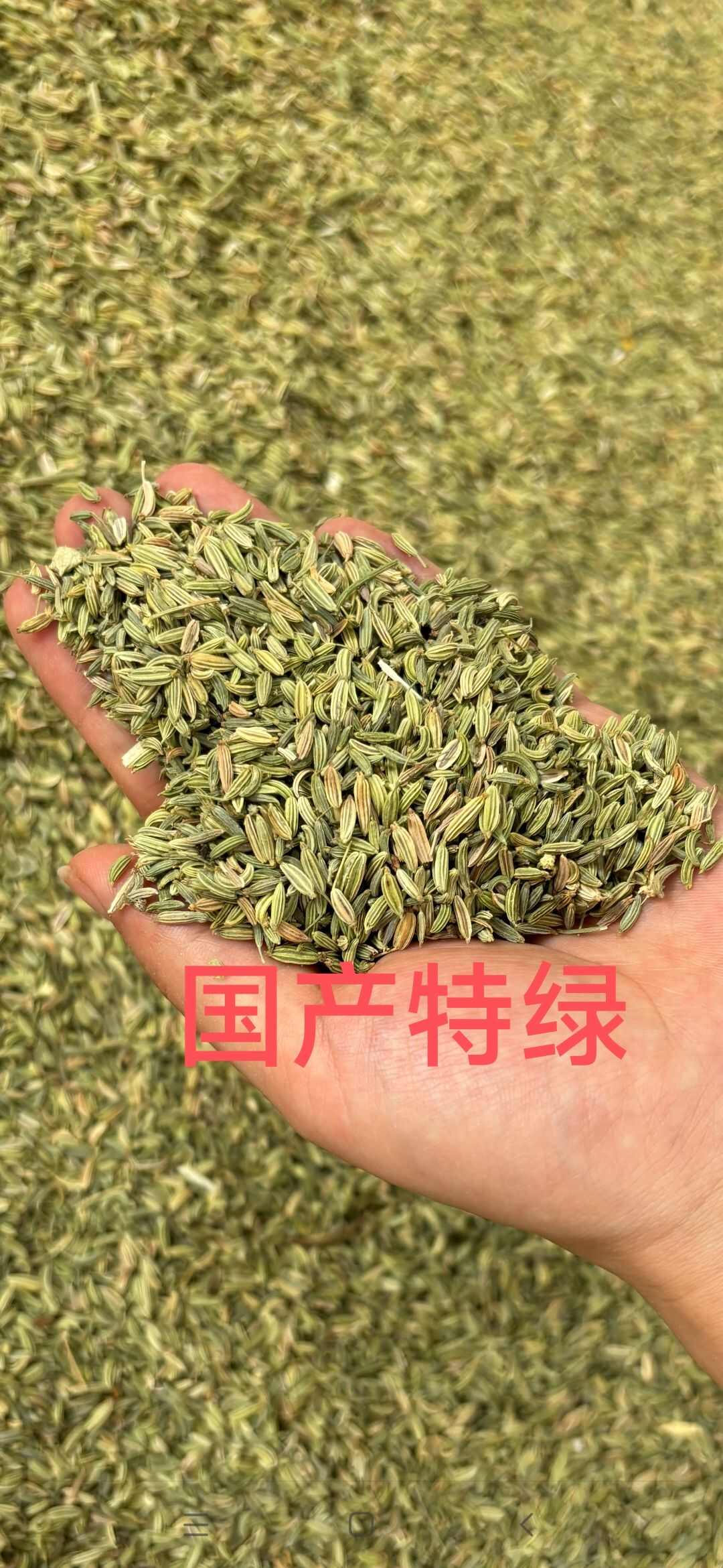 国产特绿小茴香，另卖小茴香