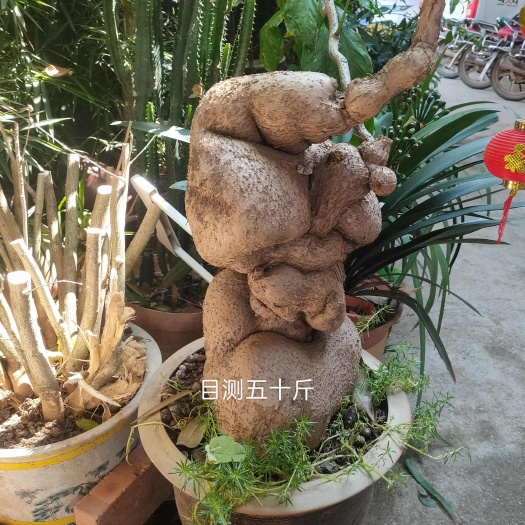 云县长相奇怪