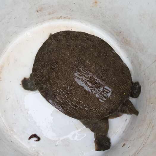 博罗县黄沙鳖