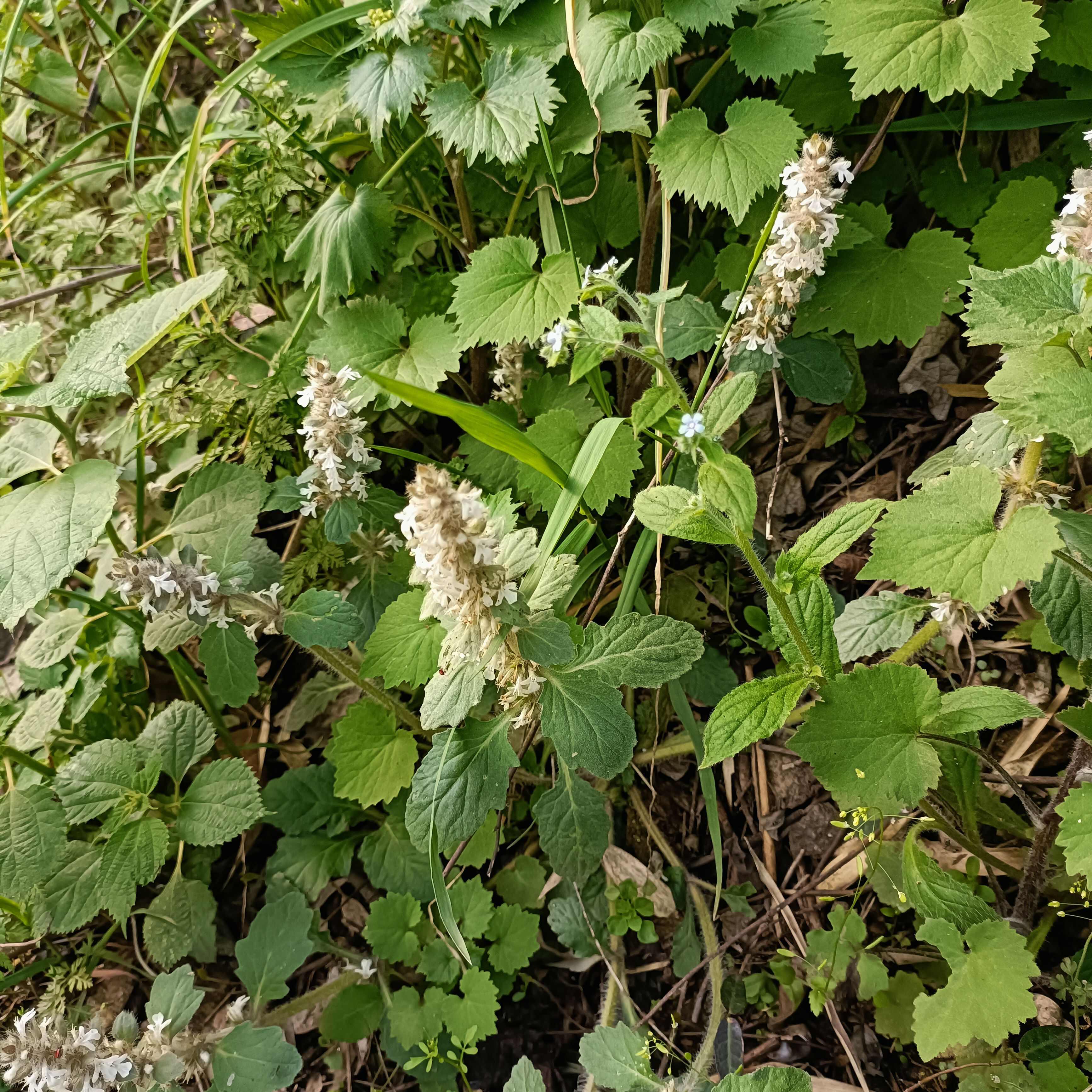 白毛夏枯草金疮小草雪里青白头翁筋骨草2024鲜货干货批发零售