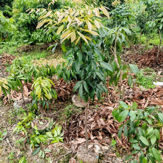 广州挂绿