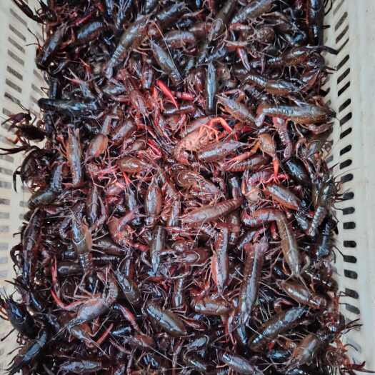  龙虾