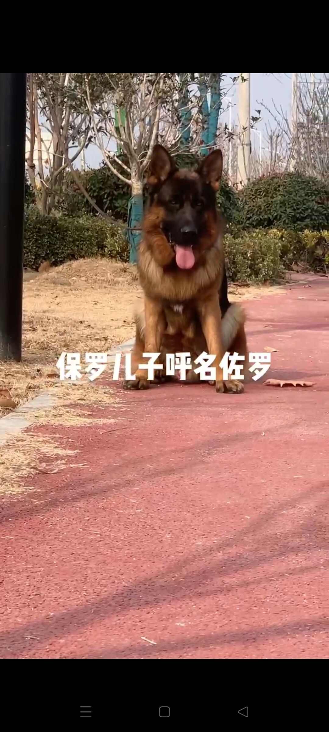 双血统德牧幼崽