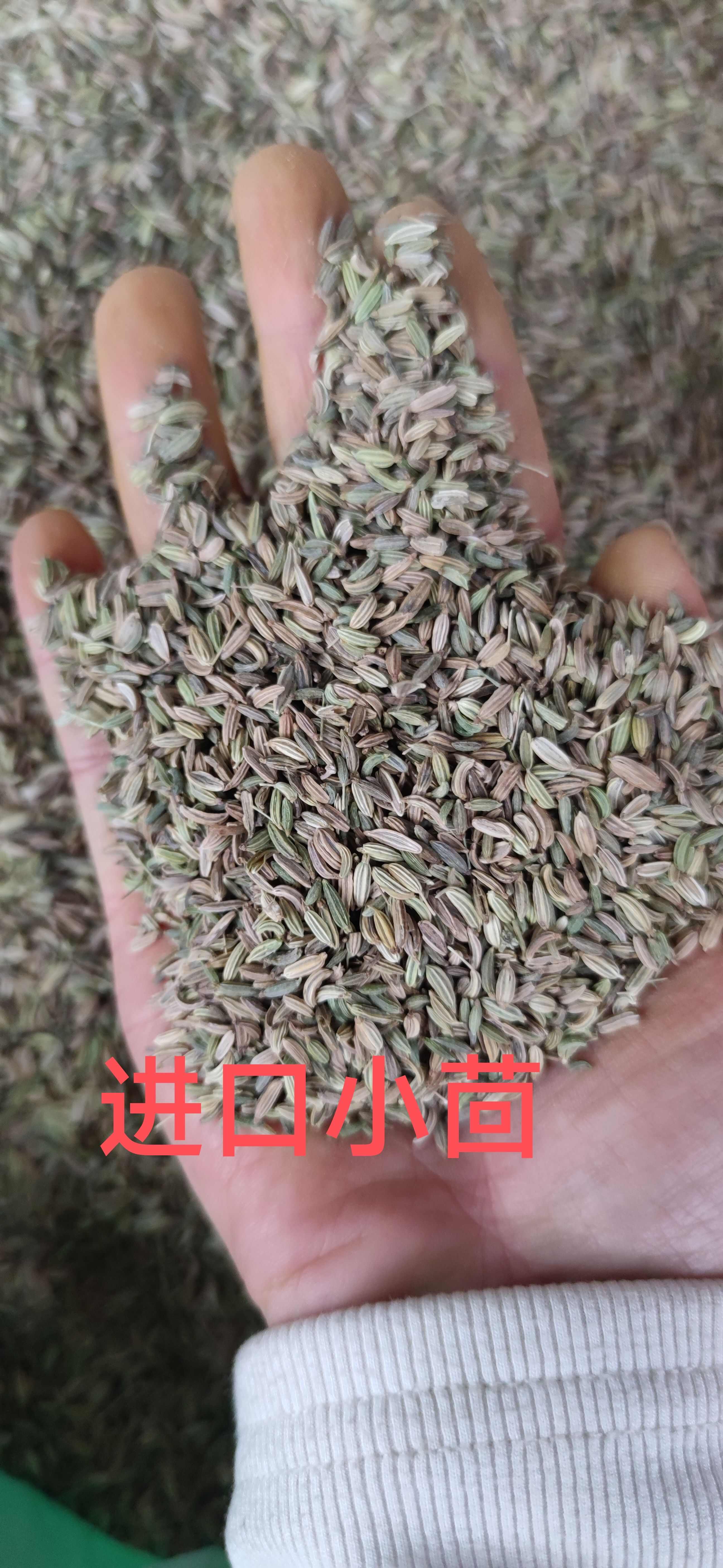 国产特绿小茴香，另卖小茴香