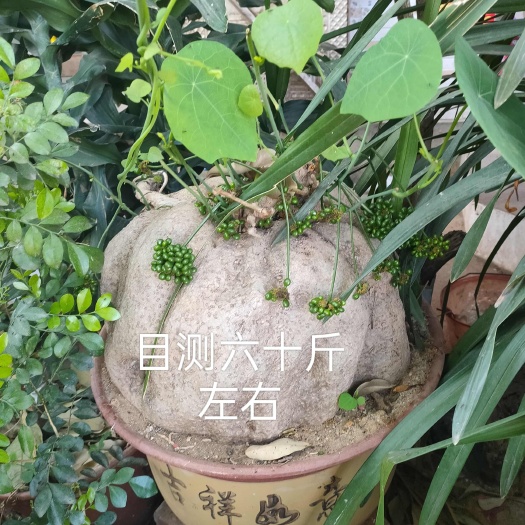 云县长相奇特