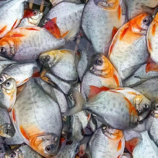 淡水红鲳鱼苗