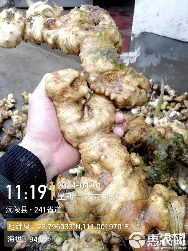 湖南不倒苗姜型黄精（大黄精），，24年新产，统货/选货。