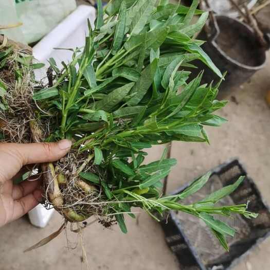眉山空心菜苗，带老梗的空心菜