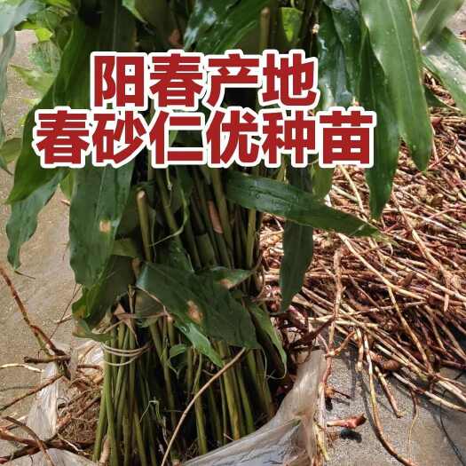 阳春市春砂仁种苗广东阳春优质春砂仁种苗成活率高生长快易结果