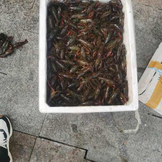 小龙虾
