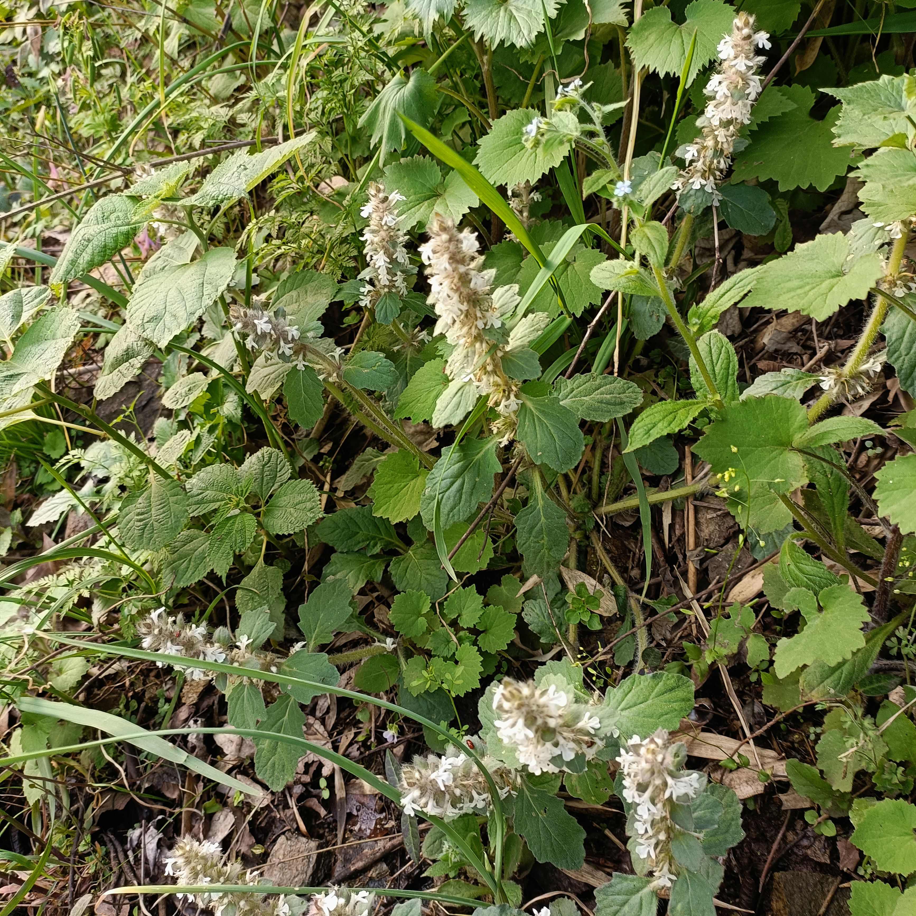 白毛夏枯草金疮小草雪里青白头翁筋骨草2024鲜货干货批发零售