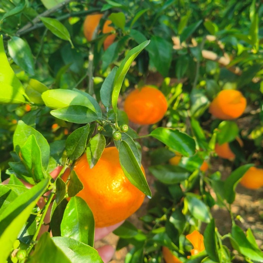 楚雄市哀牢山蜂蜜秋沃柑