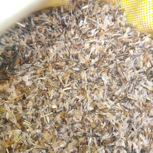 庄河市苍术种子