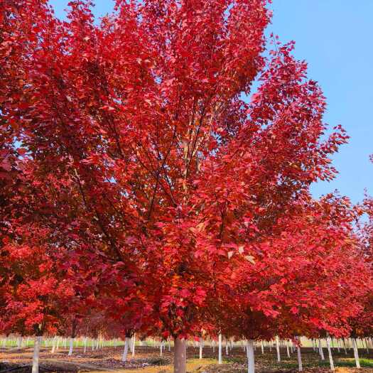 美国红枫-秋火焰，红冠，红点5-25公分