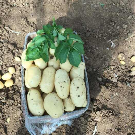 肥城市大棚土豆大量供应