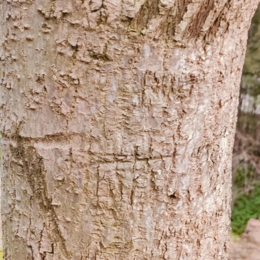 勉县杜仲皮  开花皮，品质上乘，