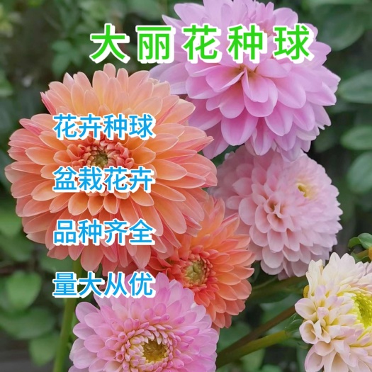 大丽花种球球根、东洋菊、大丽菊、地瓜花庭院盆栽花卉，打造花海