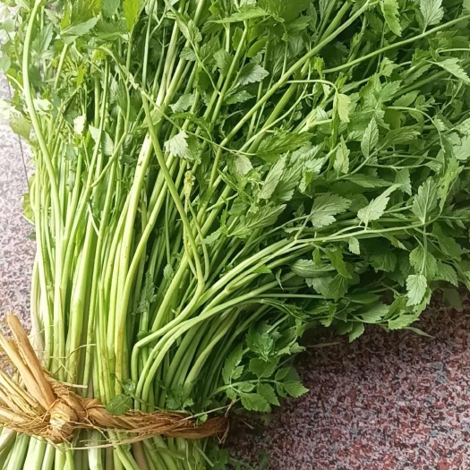 东安县大山里的野菜:水芹菜，野芹菜