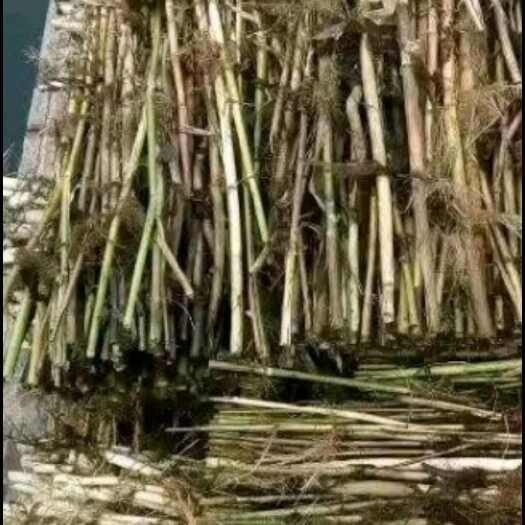 微山县芦苇苗