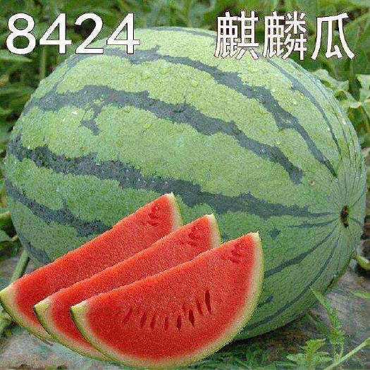 8424直播西瓜苗 8424 嫁接苗 山东寿光抗病毒西瓜苗