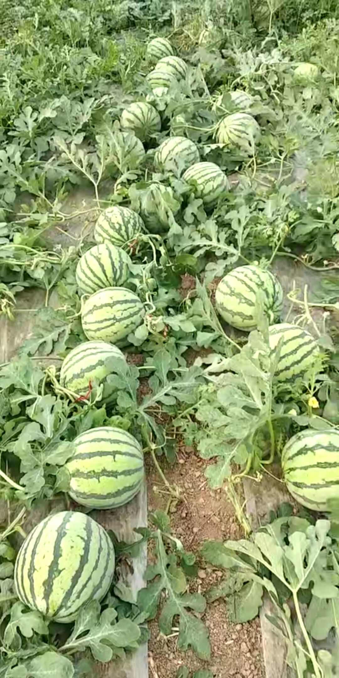 8424直播西瓜苗 8424 嫁接苗 山东寿光抗病毒西瓜苗