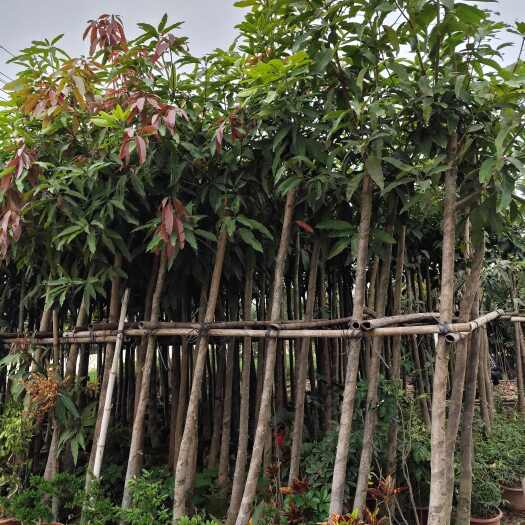 揭阳绿化芒果树3-8公分