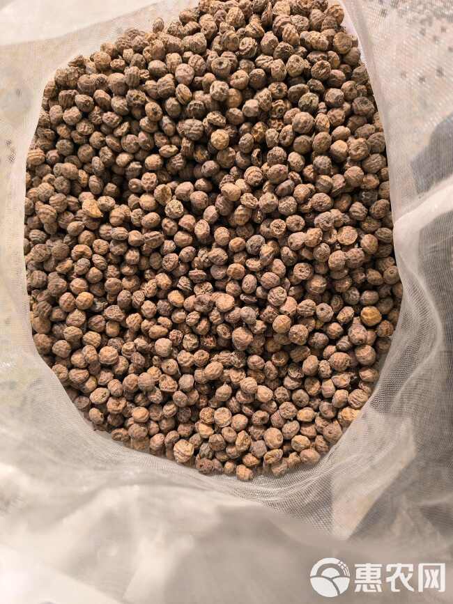 新疆油莎豆种子