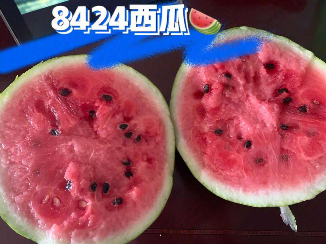 8424直播西瓜苗 8424 嫁接苗 山东寿光抗病毒西瓜苗