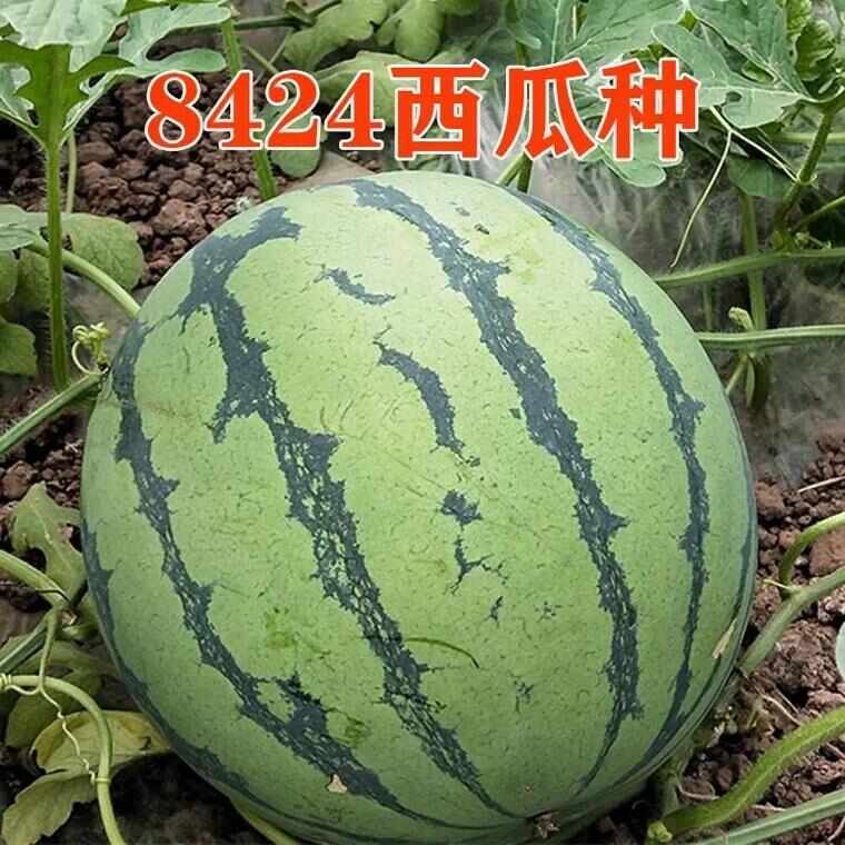 8424直播西瓜苗 8424 嫁接苗 山东寿光抗病毒西瓜苗