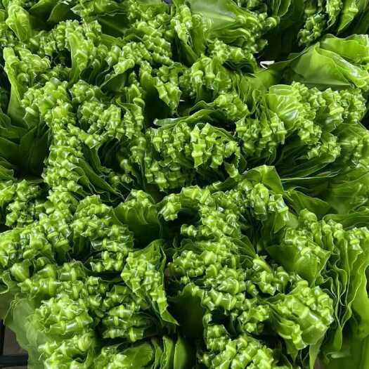 清远现货 顺丰包邮 每日现摘山苏菜野菜特色菜酒楼菜