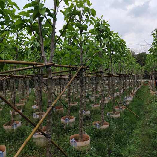 揭阳白玉兰5-6公分大量出售