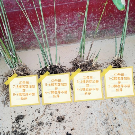灵山县广西优质粽叶苗