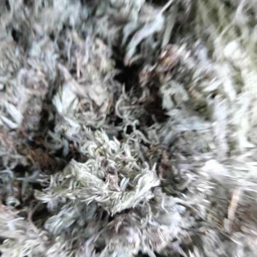 光山县茵陈    绵茵陈   今年新货  干度足今年新货