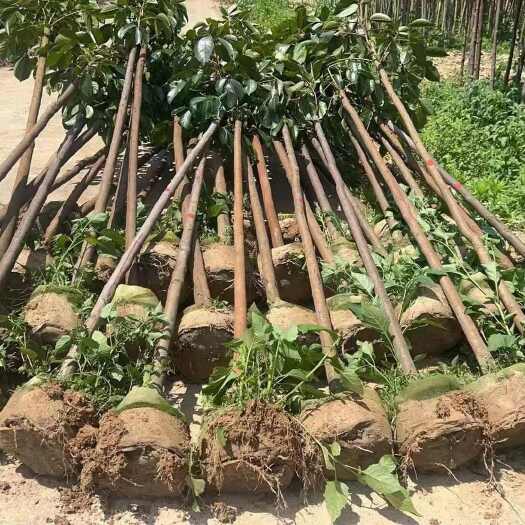 3公分秋枫1000棵现货出售