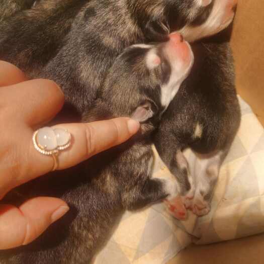  阿拉斯加犬