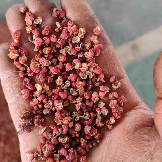 新货陕西大红袍花椒，颗粒大，颜色红，特香特麻。产地一手货源。