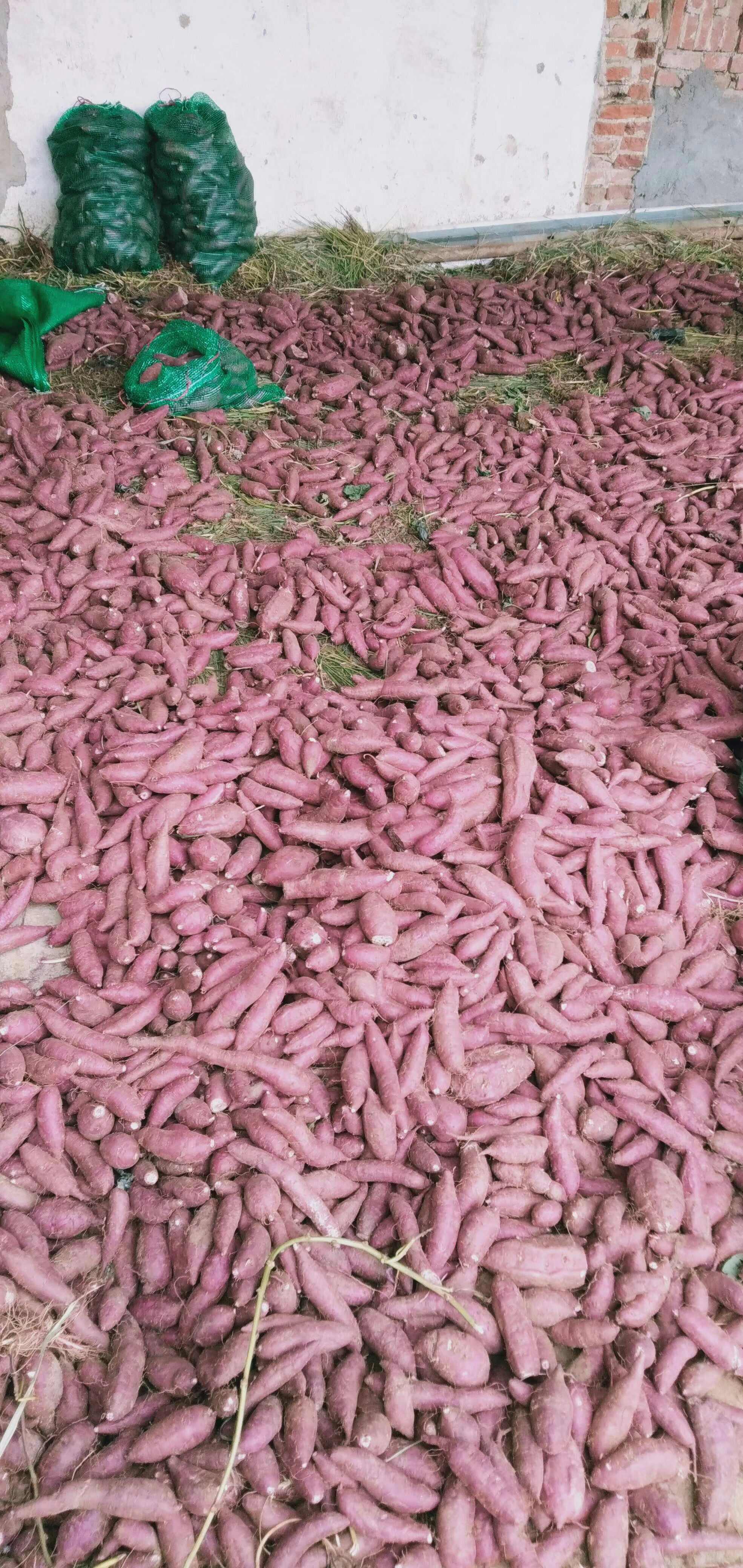 水洗或电商紫薯国内所有地区围着种植产地直供为一体采购销售模式